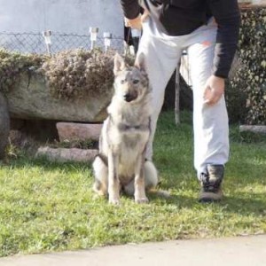 Češkoslovački vučji pas HITNO