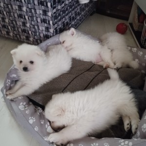 Njemački mali špic, čupavi bijeli štenci