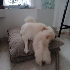 Njemački mali špic, čupavi bijeli štenci