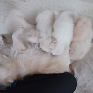 Njemački mali špic, čupavi bijeli štenci