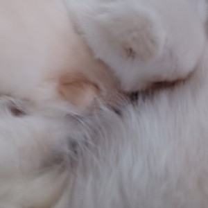 Njemački mali špic, čupavi bijeli štenci