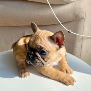 Francuski Buldog