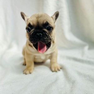 Francuski Buldog