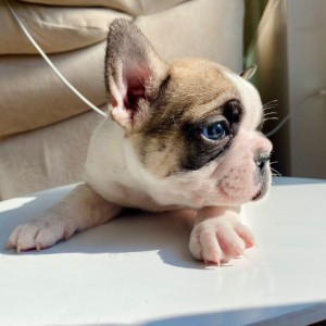 Francuski Buldog