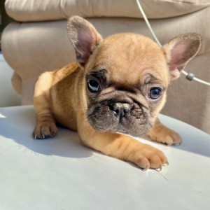 Francuski Buldog