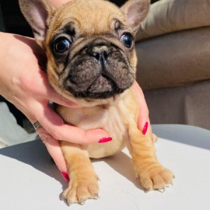 Francuski Buldog