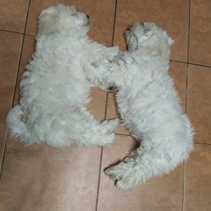 Francuski buldog i Coton de tulear stenci