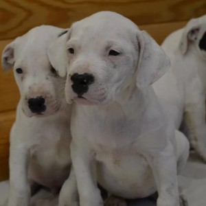Dogo argentino i Bulterijer stenci