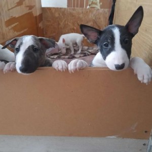 Dogo argentino i Bulterijer stenci