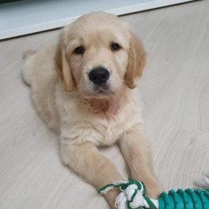 Zlatni retriver i Labrador stenci