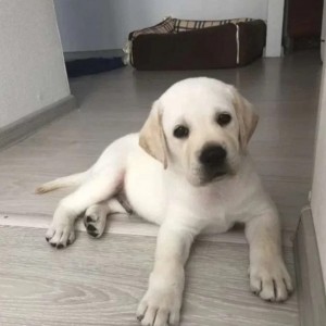 Zlatni retriver i Labrador stenci