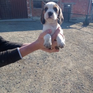 Bigl/ Beagle štenci trokolor