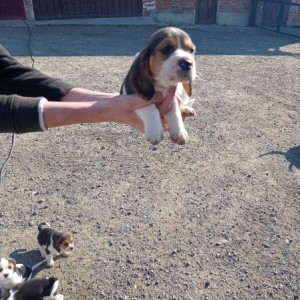 Bigl/ Beagle štenci trokolor