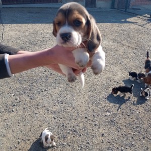 Bigl/ Beagle štenci trokolor