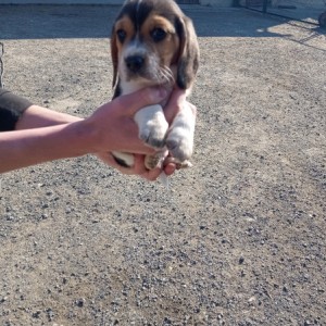 Bigl/ Beagle štenci trokolor