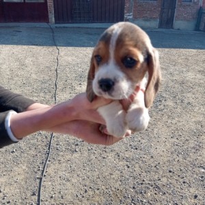 Bigl/ Beagle štenci trokolor