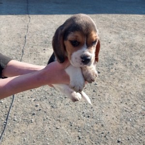 Bigl/ Beagle štenci trokolor
