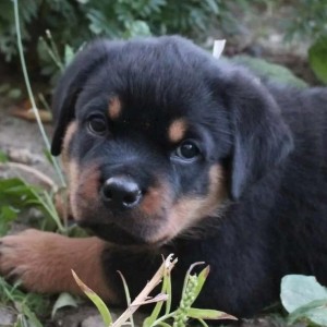 Rotvajler i Doberman stenci na prodaju