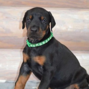 Rotvajler i Doberman stenci na prodaju