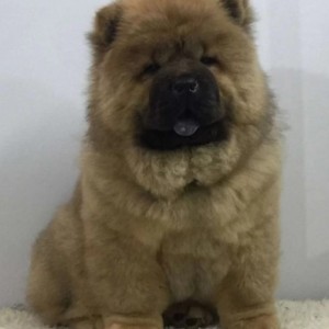 Chow chow i Vajmarski pticar stenci