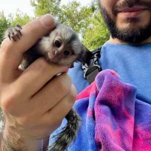 Marmoset majmuni na prodaju