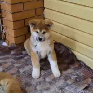 Akita inu japanska i Americka stenci