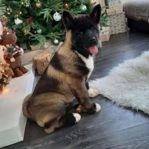 Akita inu japanska i Americka stenci