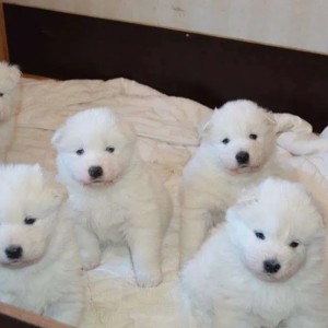 Samojed i Sibirski haski stenci