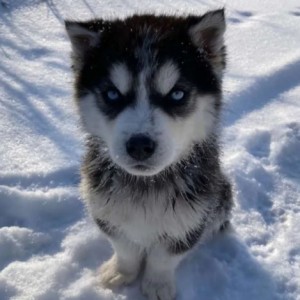 Samojed i Sibirski haski stenci