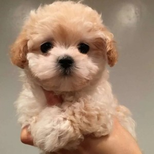 Maltipoo i havanski bison stenci