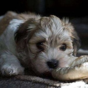 Maltipoo i havanski bison stenci