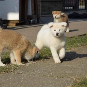 Akita inu, štenci