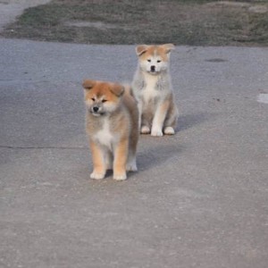 Akita inu, štenci