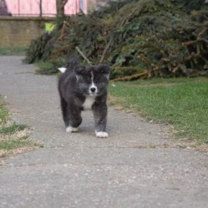 Akita inu, štenci