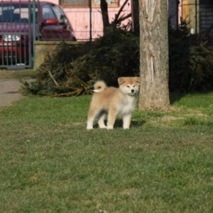 Akita inu, štenci