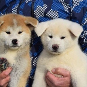 Akita inu, štenci