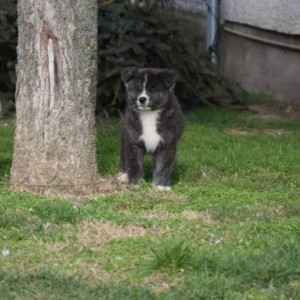 Akita inu, štenci