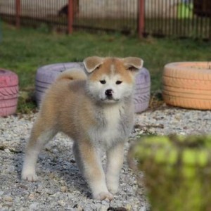 Akita inu, štenci