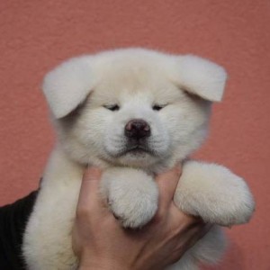 Akita inu, štenci