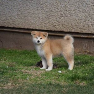 Akita inu, štenci