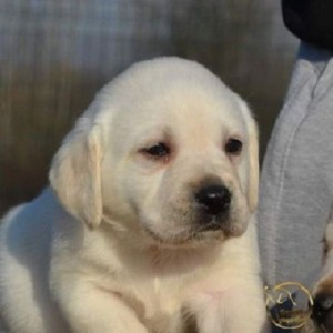Labrador retriver