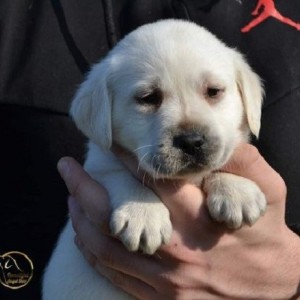 Labrador retriver