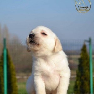 Labrador retriver
