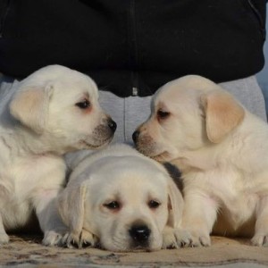 Labrador retriver