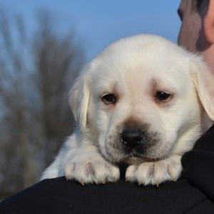 Labrador retriver