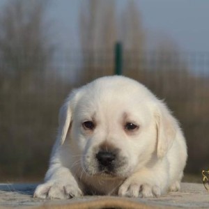 Labrador retriver