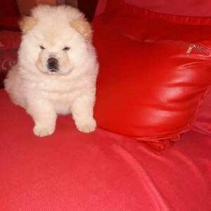Chow Chow (Čau Čau) štenci