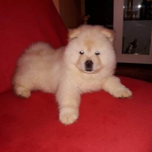 Chow Chow (Čau Čau) štenci