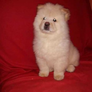 Chow Chow (Čau Čau) štenci