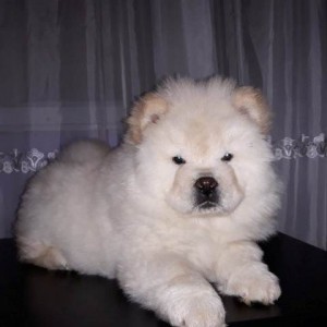 Chow Chow (Čau Čau) štenci